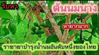 ต้นนมนางป่า  ต้นนมสาวป่า ต้นตาลนมป่า สาระเรื่องพืช ชื่อวิทยาศาสตร์ Pouteria cambodiana [upl. by Anad280]