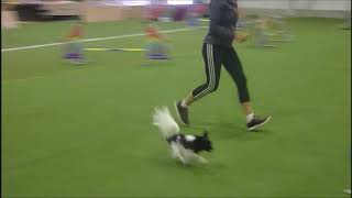 papillon agility  competition Kladno [upl. by Tull874]