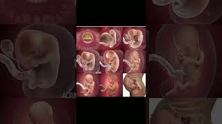 Foetus development stages inside mother womb 🤰knowledge easylearning shortsvideo share [upl. by Neille64]