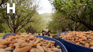 Excellent Thai Tamarind Cultivation Technology – Sweet Tamarind Farm amp Harvest  Tamarind Processing [upl. by Barayon]