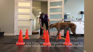 Canine Therapeutic Exercises Cavalettis walking [upl. by Edgar]