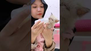 OBAT SAKIT MATA KUCING PALING AMPUN DAN SUSU UNTUK KITTEN  CAT RESCUE [upl. by Kendricks]