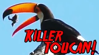 Killer Toucan Toco Toucan swallowing baby birds ALIVE GRAPHIC [upl. by Ojillek17]