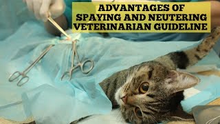 Spaying and Neutering cats  Truth about spaying and neutering [upl. by Dnaltiak210]