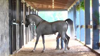 Miracle Of Marwan  Marwan Al Shaqab X MajalinaBesson Caro [upl. by Cis]