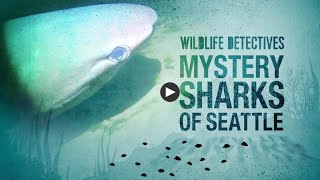 Wildlife Detectives Mystery Sharks of Seattle [upl. by Eltsryk]