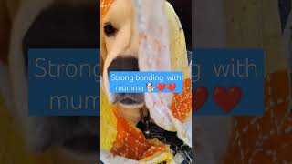 Strong bonding with me ❤️❤️💯 love labrador dog officialtrending viralshortsfunnydog [upl. by Icnarf]