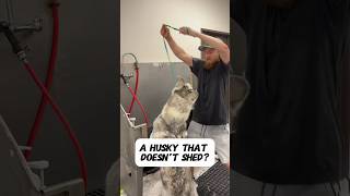 A husky that doesn’t shed huskies huskydog husky dogbath tutorial eqyssgroomingproducts [upl. by Aplihs]