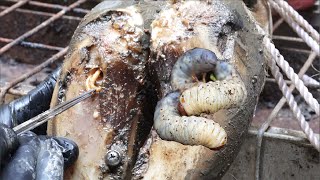 Cut Trim and Cleaning Screw with Wood WAS STUCK IN cows hoof [upl. by Eilak]