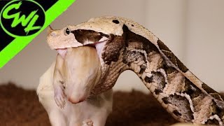 VENOMOUS SNAKE FEEDING [upl. by Ecreip]