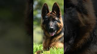 German Shepherd or Alsatian [upl. by Eerrehc]