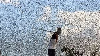 LOCUST SWARM ISRAEL from EGYPT  1000000 Expected Mar5  30 2013 Egypt Permission [upl. by Ahsiliw357]