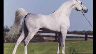 Hadidi  Norus x Hebet Allah  1990 Grey Egyptian Arabian Stallion  Two Silos Horse Farm [upl. by Sucramed]