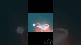 Big Conger eel Spearfishing Spain [upl. by Truscott]