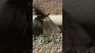 Square Spot Rustic Moth On Wall moths insects nature [upl. by Roderick]