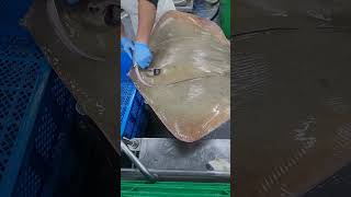 cut 30kg sting ray fypシ゚viral cuttingskils stingrays [upl. by Mun]