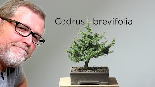 Bonsaify  Cyprus Cedar Bonsai Styling [upl. by Randolf]