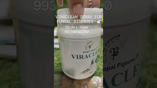 pigeon fungal diseases spray viraclean 🕊️ youtubeshorts pigeonpigeon shortvideo viral reels [upl. by Ahsaya]