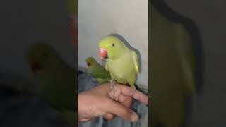 Hand tamed parrot talkingparrot funnyanimals birds parroting [upl. by Iuqcaj]