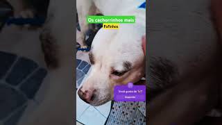 Os cachorrinhos mais fofos Você tem um em casa pets [upl. by Arick856]