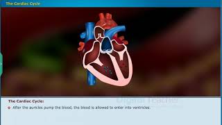 The Cardiac Cycle  Transportation Class 10 Biology  SSC [upl. by Assenov]