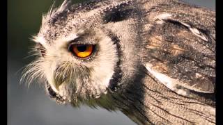 Owls of the Kruger National Park [upl. by Yrneh]