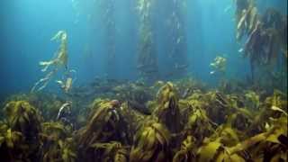 Tasmanias Disappearing Kelp Forests [upl. by Ailev]