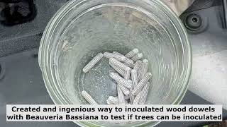 Making wood dowels to inoculate trees with Beauveria Bassiana [upl. by Ynitsed223]