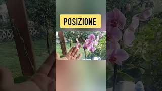 Orchidee cure e consigli orchid orchidee orchidea [upl. by Laicram]