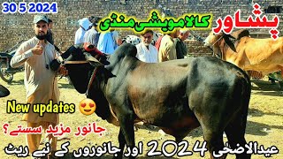 Peshawar Kala Maweshi Mandi New Updates 31 5 2024  Cow Mandi 2024  Munsif Khan Vlog [upl. by Nifares416]