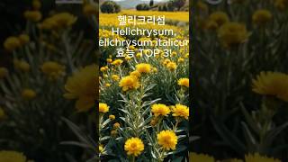 헬리크리섬﻿ Helichrysum Helichrysum italicum의 효능 TOP 3 [upl. by Amsirahc]