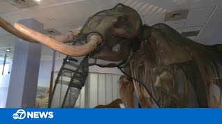 Scientists hope to create woolly mammoth hybrid by 2027 [upl. by Baer529]