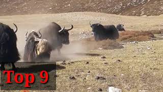 Top 15 most strongest yaks in the world  Top 15 powerfull yak [upl. by Andee153]