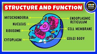 Structure and Function of a Cell  Cell Organelles  Biology [upl. by Iris364]