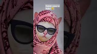 Dp collected from turtur ytshorts amazingcreation video love funny viralvideo cat memes [upl. by Merrel]