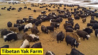 Tibetan Farmers Raise Millions Of Yaks This Way  Farming Documentary [upl. by Aieken]