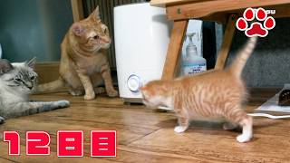 【保護12日目】 遊んでー！初対面で大興奮？ミエルに突進する子猫【瀬戸のきなこ日記】 [upl. by Cassell]