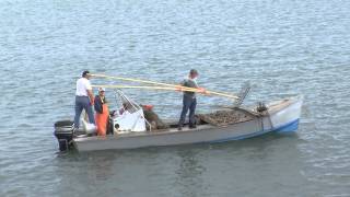 Oysters in Apalachicola [upl. by Carolan]