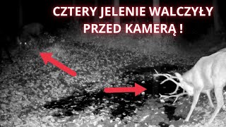 CZTERY jelenie walczyły przed samą kamerą  DWIE walki na jednym filmie [upl. by Eidda]