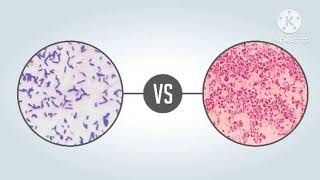 Gram Positive and Gram Negative Bacteria [upl. by Vareck725]