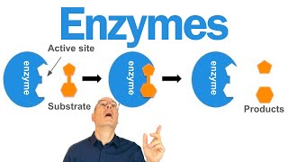 Enzymes Explained for AP Bio Students [upl. by Howarth692]