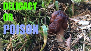 Gyromitra false morel delicacy or poison How to cook properly [upl. by Turoff]