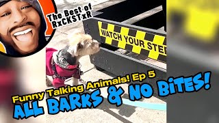 Best of RxCKSTxR Funny Talking Animal Voiceovers Compilation Ep 5 [upl. by Hembree]