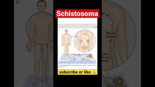 Schistosoma  Life Cycle of Schistosoma [upl. by Aihsemot847]