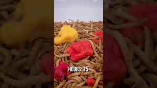 10 000 Mealworms vs CAROLINA REAPERS [upl. by Inafit]