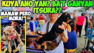 KAKAIBA ANG BITBIT NYA PANALO DIN ANG MAMAW NA E BULLDOG AT BRITISH SHORTHAIR SA GROTTO PET MARKET [upl. by Ahsieit]