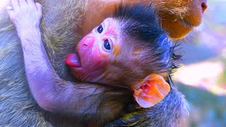 Best action of a young mother after giving birth to newborn monkey babies looks too lovely [upl. by Ulda]