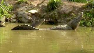 American Alligator Bellowing 08 [upl. by Alla555]