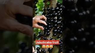 Jabuticaba Fruit Harvesting 🔥😱 shorts fruit satisfying [upl. by Etaner773]