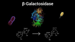 betaGalactosidase Enzyme  Function [upl. by Herrick348]